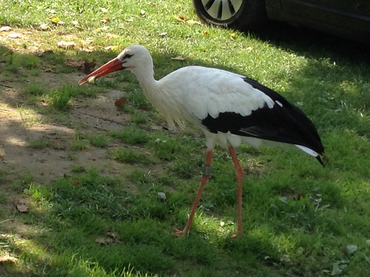 Stork 2014