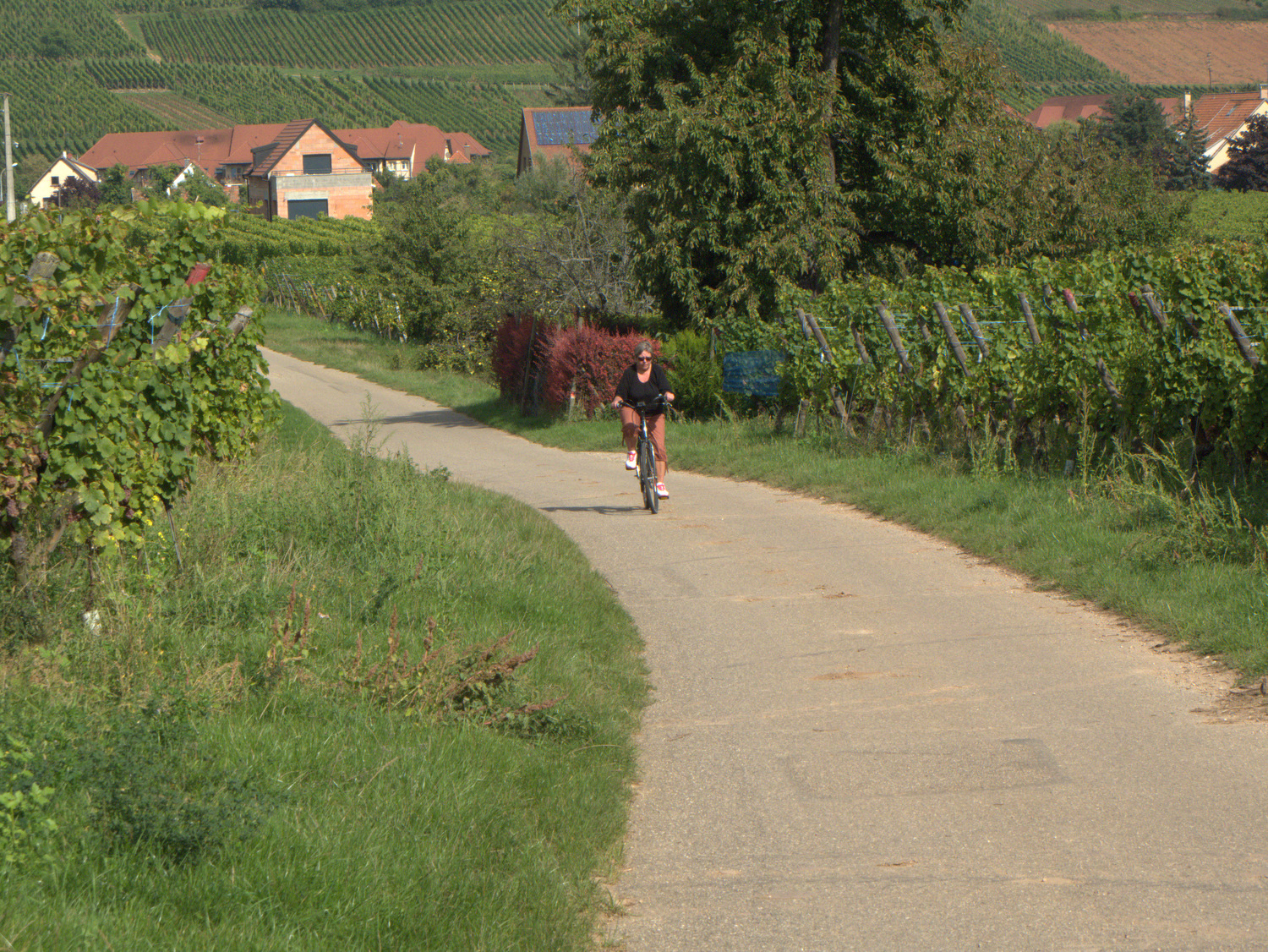 Ribeauville IMG 9479